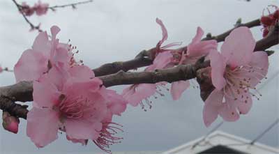 blossom-pink